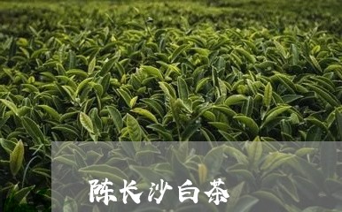 陈长沙白茶/2023051185172