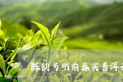 陈韵号明前春尖普洱茶/2023061568474