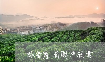 陈香寿眉图片欣赏/2023071271935