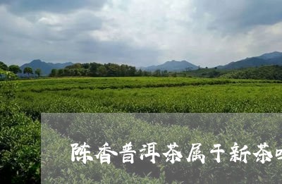 陈香普洱茶属于新茶吗/2023101766047