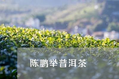 陈鹏举普洱茶/2023042715890