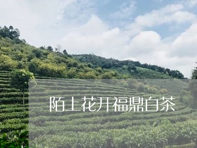 陌上花开福鼎白茶/2023071295060