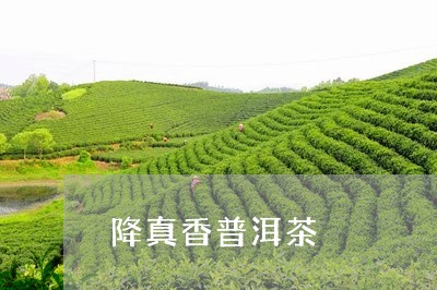 降真香普洱茶/2023042712645