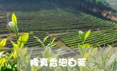 降真香泡白茶/2023052419794