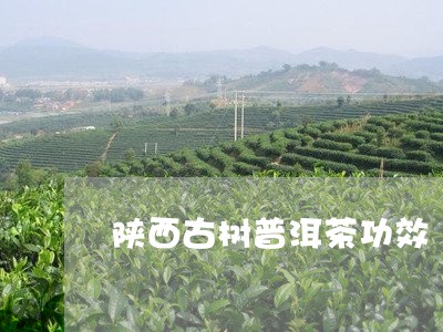 陕西古树普洱茶功效/2023082818350