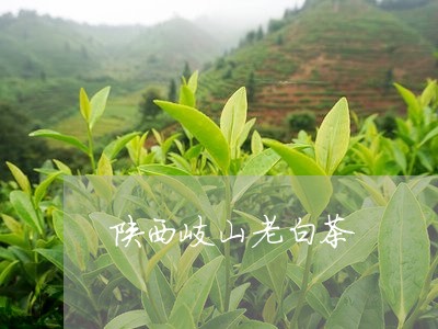 陕西岐山老白茶/2023061005958