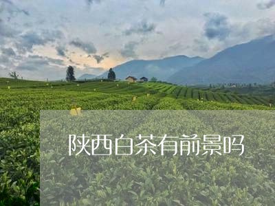 陕西白茶有前景吗/2023071207170