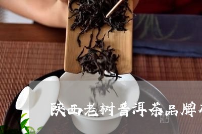 陕西老树普洱茶品牌有哪些/2023112482936