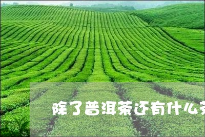 除了普洱茶还有什么茶可以养生/2023053037261