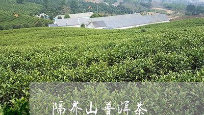 隔界山普洱茶/2023042821867