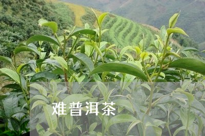 难普洱茶/2023090130605