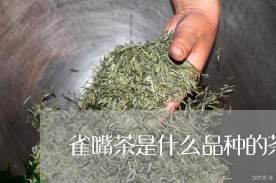 雀嘴茶是什么品种的茶/2023060985036