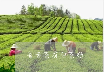 雀舌茶有白茶吗/2023061141917