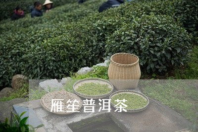 雁笙普洱茶/2023081571706