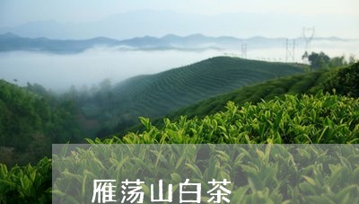 雁荡山白茶/2023051196261