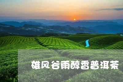 雄风谷雨醇香普洱茶/2023091364714