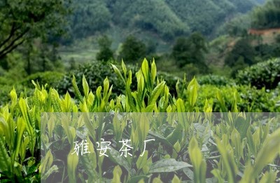 雅安茶厂/2023110943836