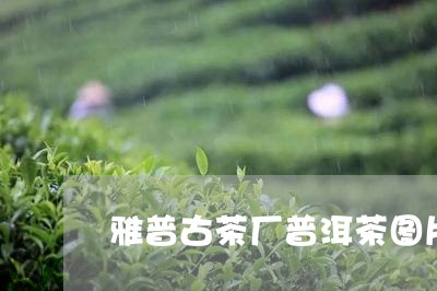 雅普古茶厂普洱茶图片/2023062458406