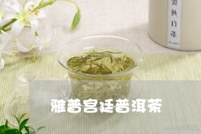 雅普宫廷普洱茶/2023081556582