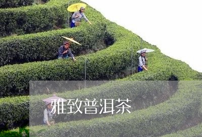 雅致普洱茶/2023090525167