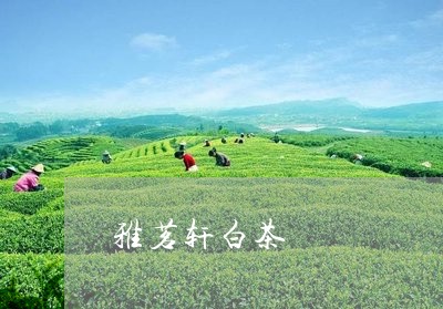 雅茗轩白茶/2023051139603