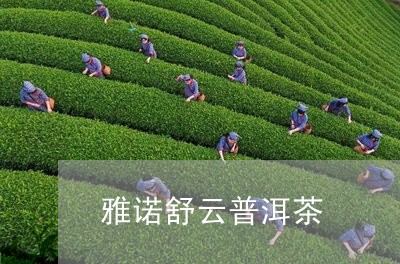 雅诺舒云普洱茶/2023110985048