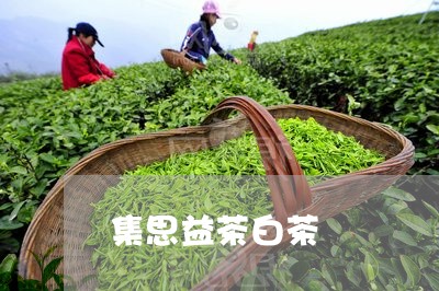 集思益茶白茶/2023052565716