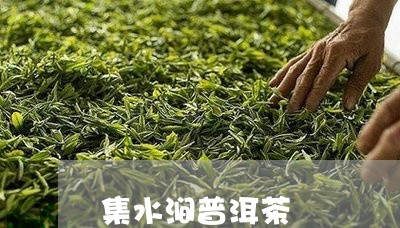 集水涧普洱茶/2023042846821