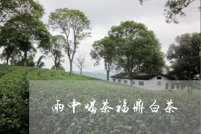 雨中喝茶福鼎白茶/2023112601682