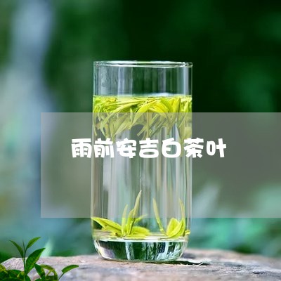 雨前安吉白茶叶/2023061191695