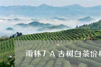 雨林7A古树白茶价格/2023092795148