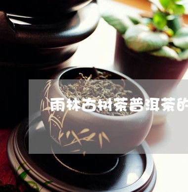 雨林古树茶普洱茶的讲解/2023110101705