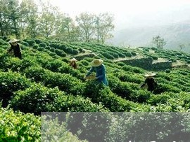 雨林普洱茶形象店招牌/2023062339492