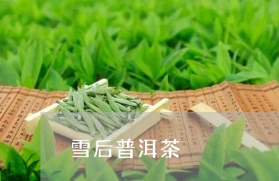 雪后普洱茶/2023090610692