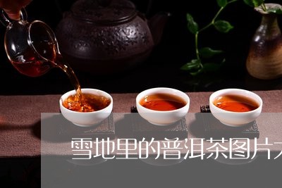 雪地里的普洱茶图片大全/2023081562673