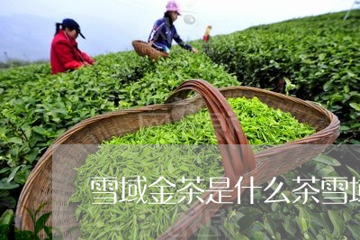 雪域金茶是什么茶雪域红茶价格/2023060120603