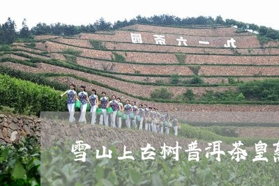 雪山上古树普洱茶皇熟/2023061488592