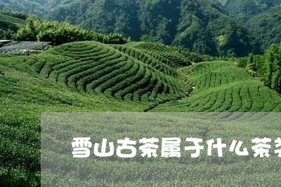 雪山古茶属于什么茶类/2023060855936