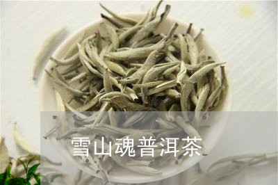 雪山魂普洱茶/2023042705102