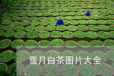 雪月白茶图片大全/2023071158061