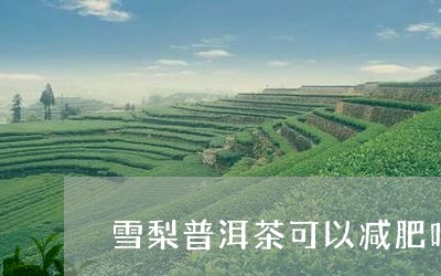 雪梨普洱茶可以减肥吗/2023080238681