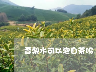 雪梨水可以泡白茶吗/2023082551597