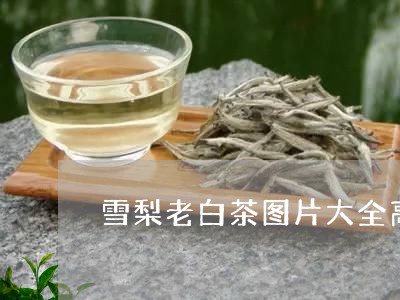 雪梨老白茶图片大全高清/2023082561147