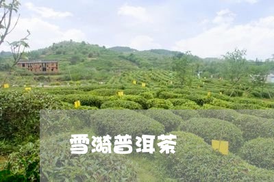 雪漪普洱茶/2023090655140