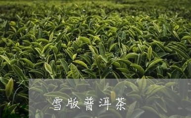 雪版普洱茶/2023112695026