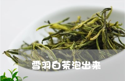 雪羽白茶泡出来/2023061106369