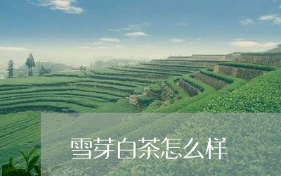 雪芽白茶怎么样/2023082610931