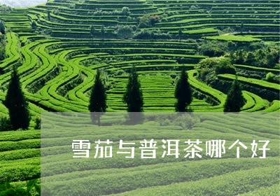 雪茄与普洱茶哪个好/2023110856172