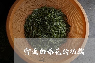 雪莲白茶花的功效/2023071181723