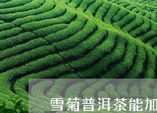 雪菊普洱茶能加红枣吗/2023072263927